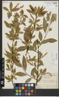 Foto von Salix alba L. x Salix fragilis L.